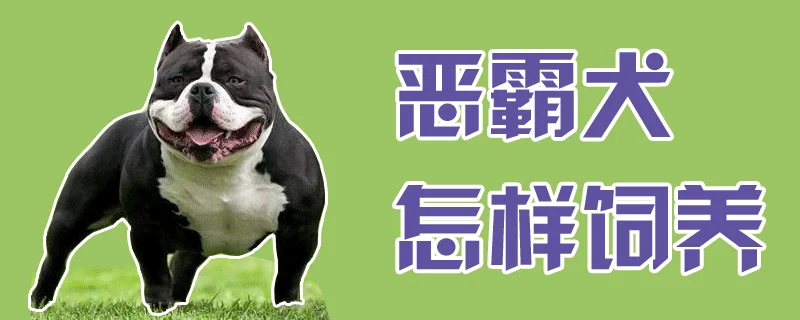 惡霸犬怎樣飼養(yǎng)