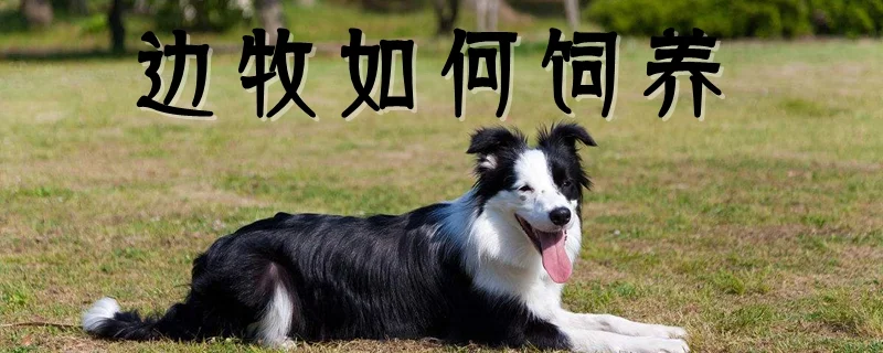 邊牧如何飼養(yǎng)