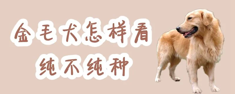 金毛犬怎樣看純不純種