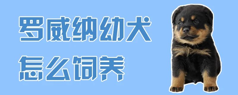 羅威納幼犬怎么飼養