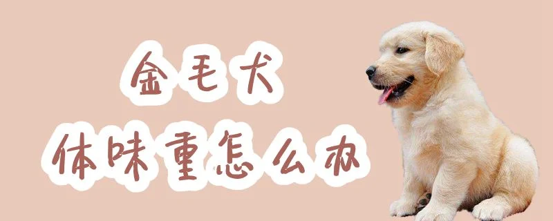 金毛犬體味重怎么辦