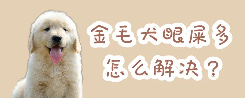 金毛犬眼屎多怎么解決