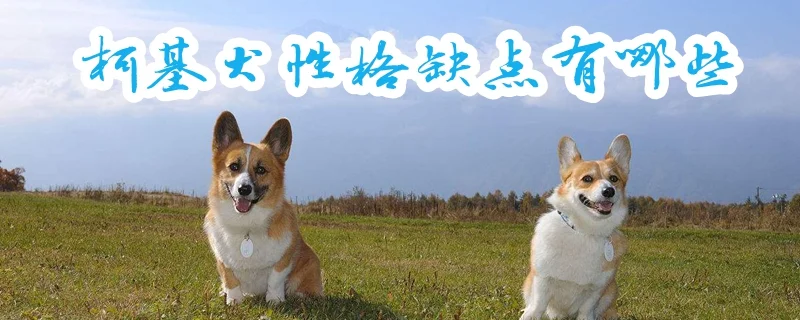 柯基犬性格缺點(diǎn)有哪些