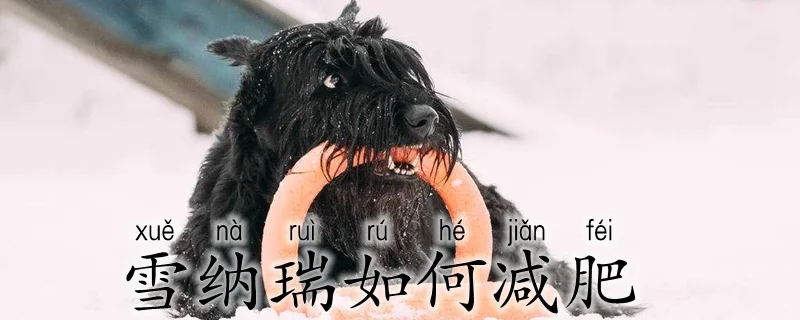 雪納瑞如何減肥