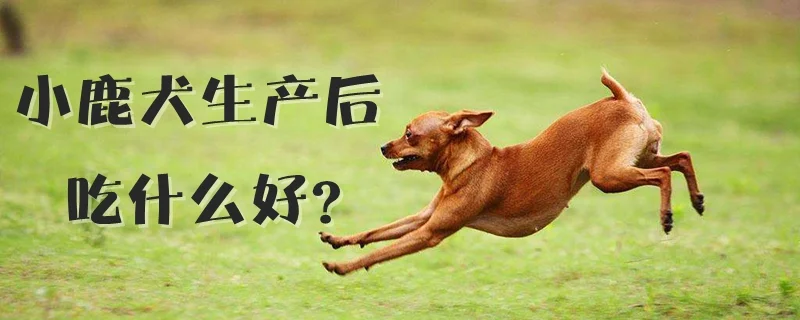 小鹿犬生產后吃什么好