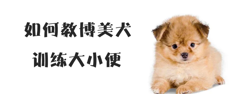 如何教博美犬訓(xùn)練大小便