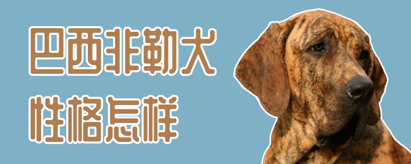 巴西非勒犬性格怎樣