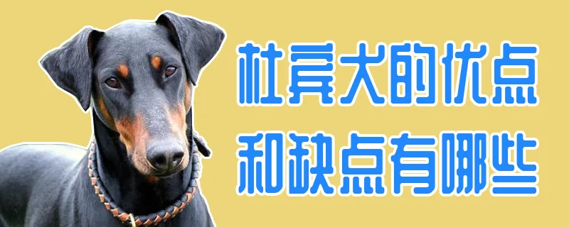 杜賓犬的優點和缺點有哪些