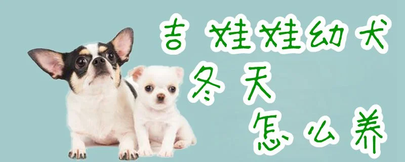 吉娃娃幼犬冬天怎么養1