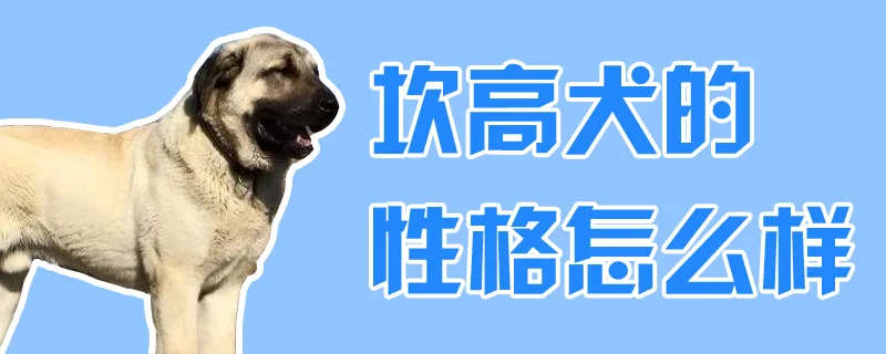 坎高犬的性格怎么樣