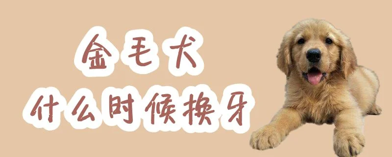 金毛犬什么時候換牙