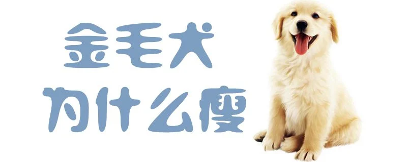 金毛犬為什么瘦1