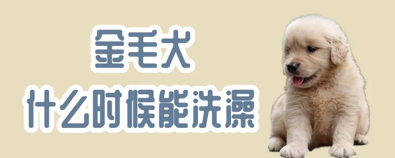 金毛犬什么時候能洗澡