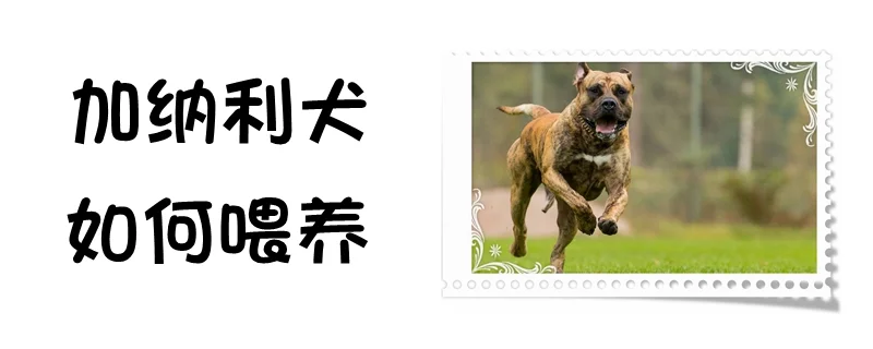 加納利犬如何喂養