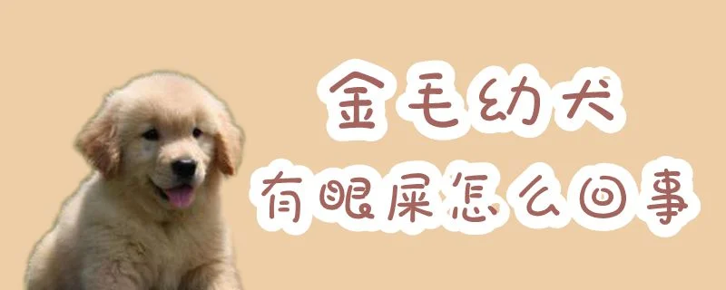 金毛幼犬有眼屎怎么回事