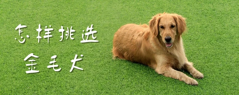 怎樣挑選金毛犬