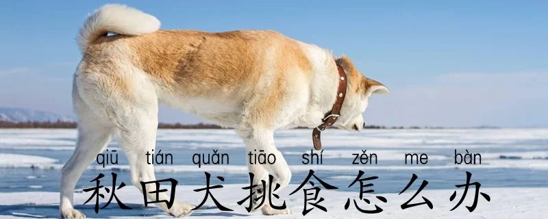 秋田犬挑食怎么辦