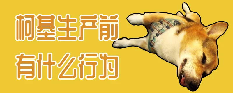 柯基生產(chǎn)前有什么行為