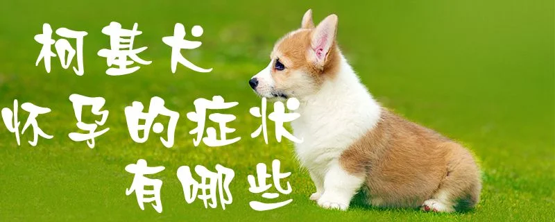 柯基犬懷孕的癥狀有哪些1