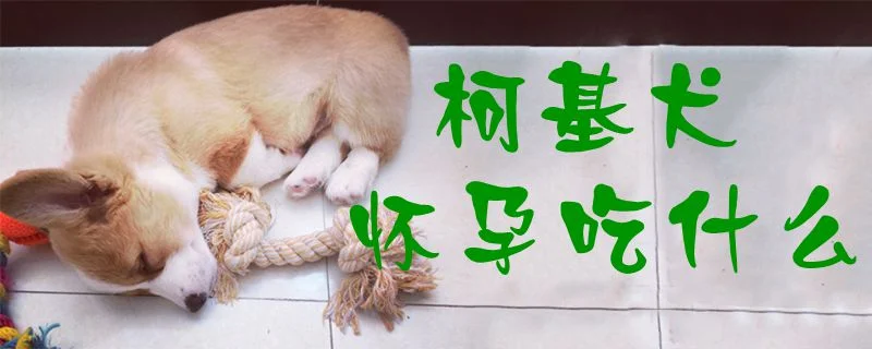 柯基犬懷孕吃什么1