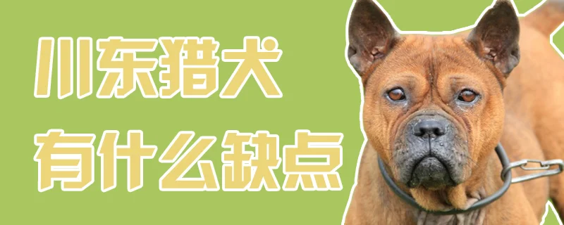 川東獵犬有什么缺點(diǎn)