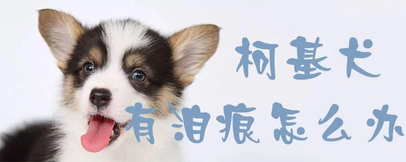 柯基犬有淚痕怎么辦1