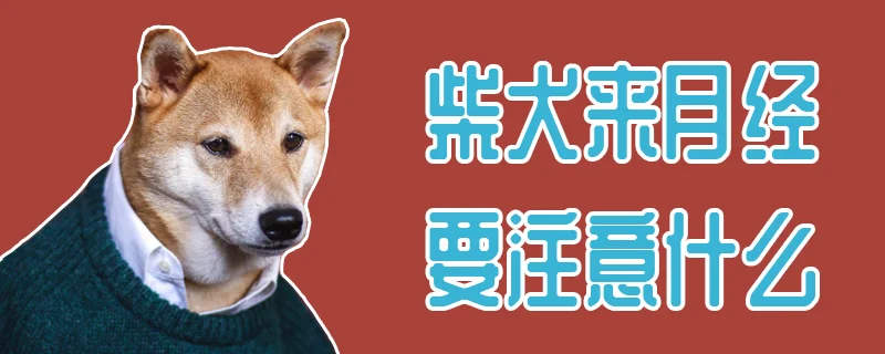 柴犬來月經要注意什么