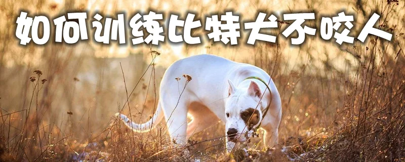 如何訓(xùn)練比特犬不咬人