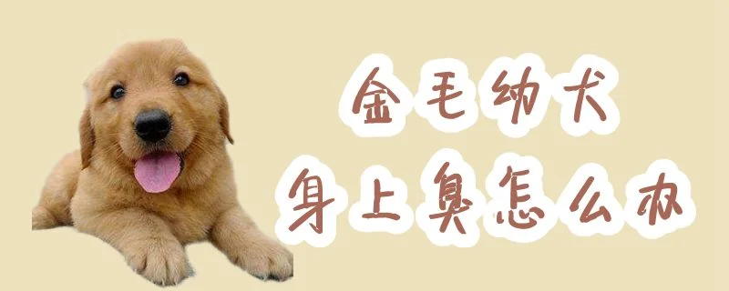 金毛幼犬身上臭怎么辦