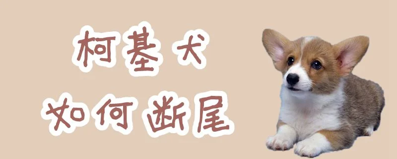 柯基犬如何斷尾