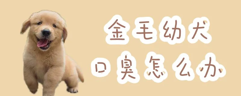 金毛幼犬口臭怎么辦