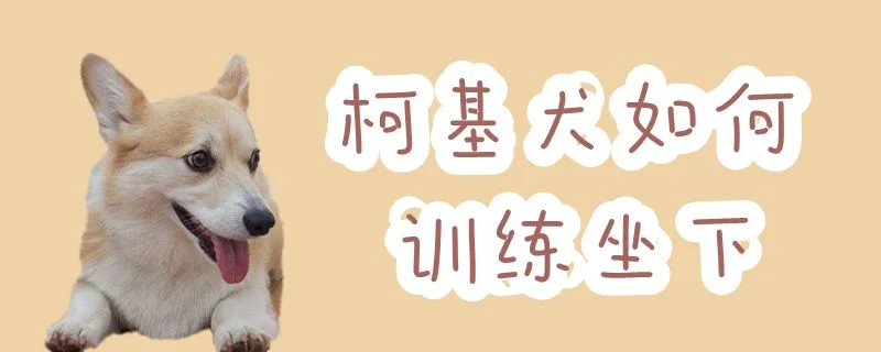 柯基犬如何訓練坐下