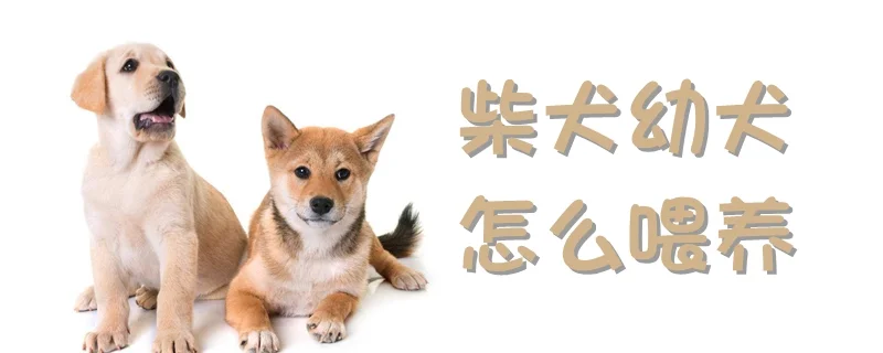 柴犬幼犬怎么喂養