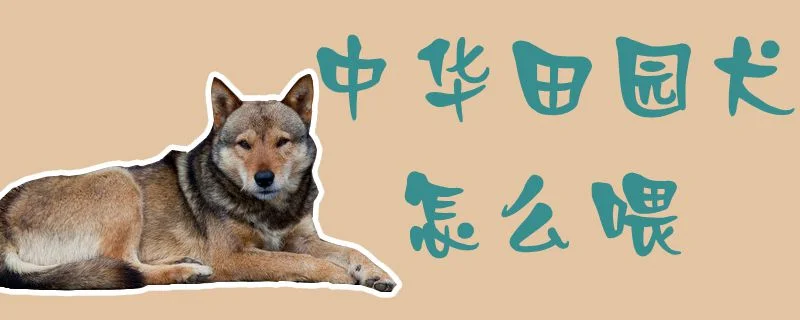 中華田園犬怎么喂1