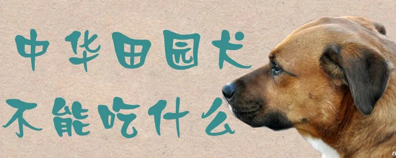 中華田園犬不能吃什么1