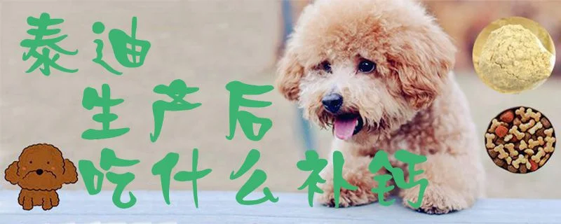 泰迪生產后吃什么補鈣1