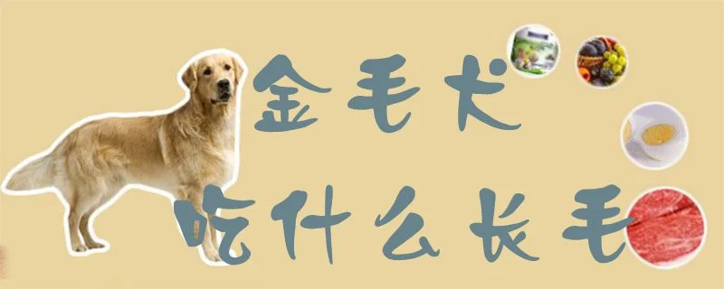 金毛犬吃什么長毛1