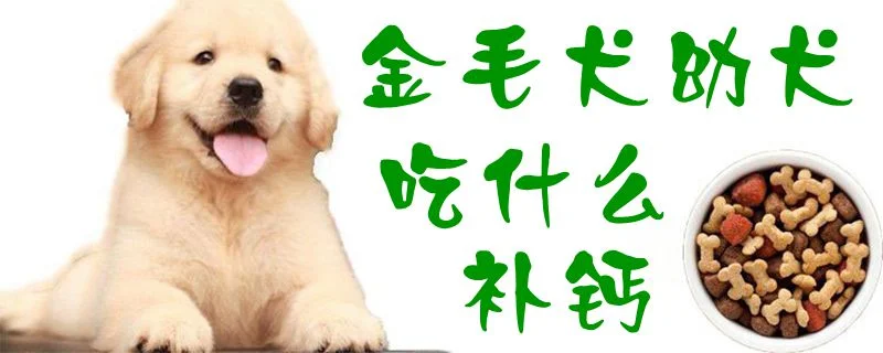 金毛犬幼犬吃什么補鈣1