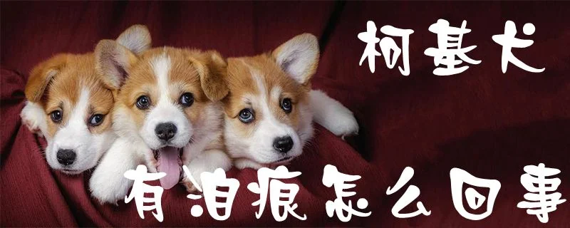 柯基犬有淚痕怎么回事1