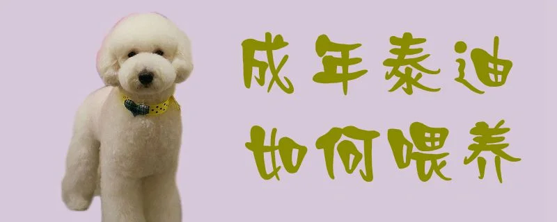 成年泰迪如何喂養(yǎng)1