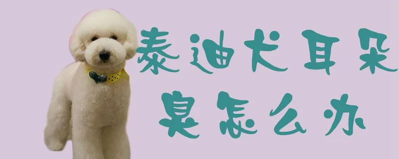 泰迪犬耳朵臭怎么辦1