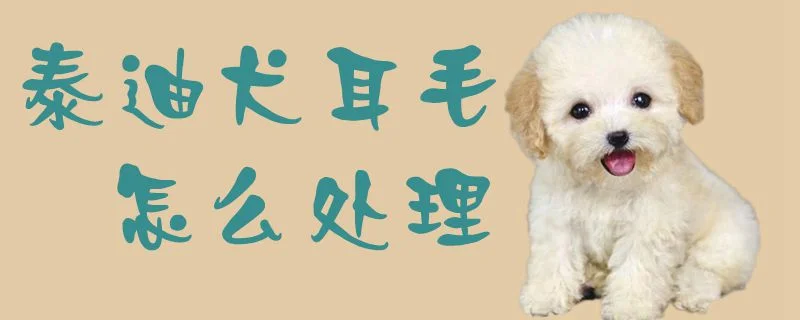 泰迪犬耳毛怎么處理1