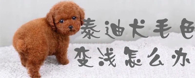 泰迪犬毛色變淺怎么辦1