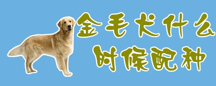 金毛犬什么時候配種1