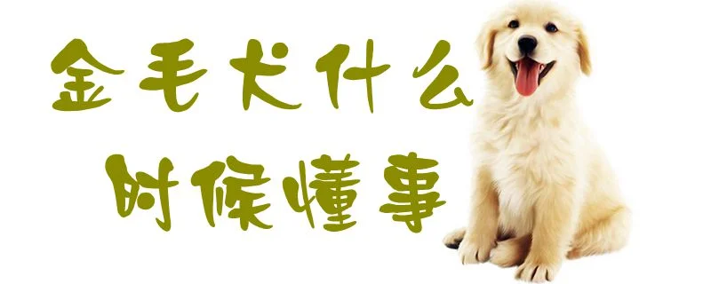 金毛犬什么時候懂事1