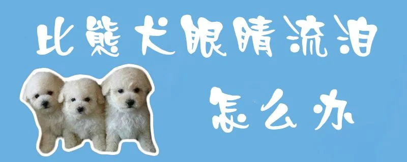 比熊犬眼睛流淚怎么辦1