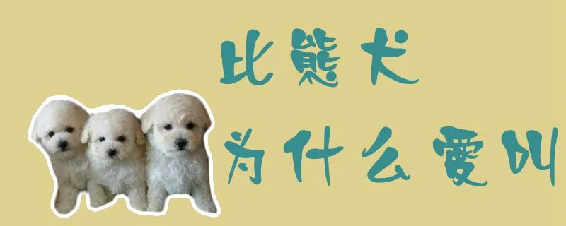 比熊犬為什么愛叫1