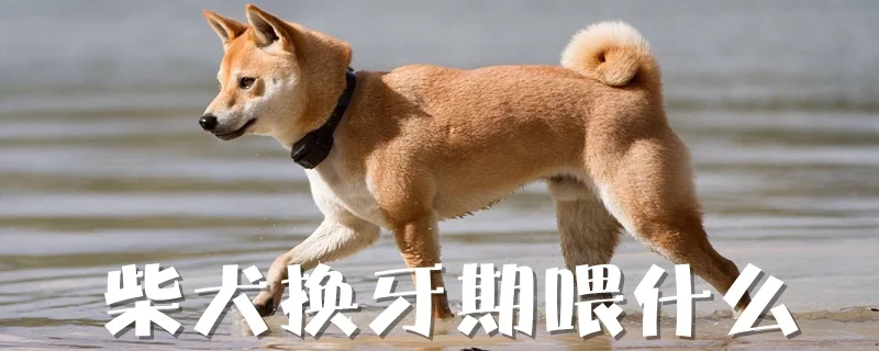 柴犬換牙期喂什么