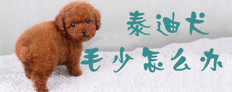 泰迪犬毛少怎么辦1