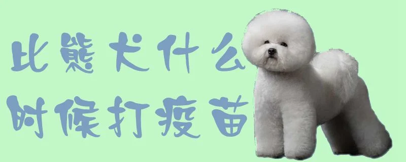 比熊犬什么時候打疫苗1